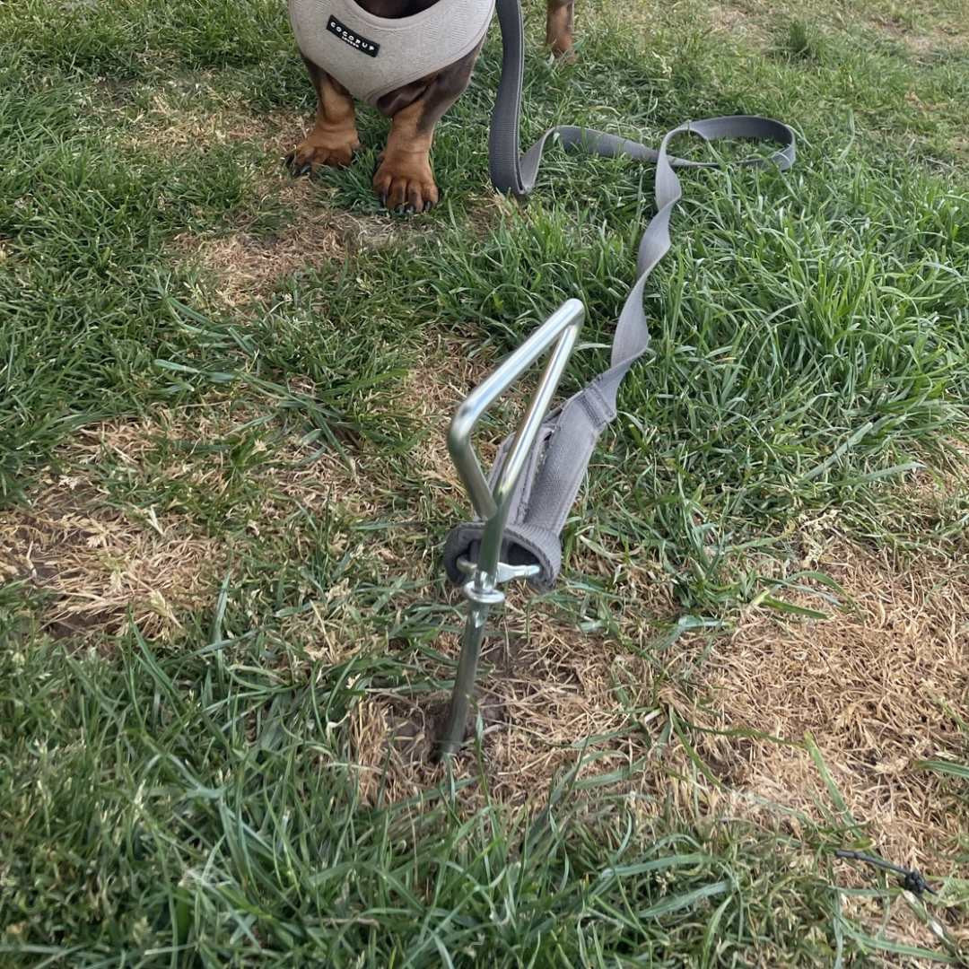 Dog Tie Down Anchor - Image 4