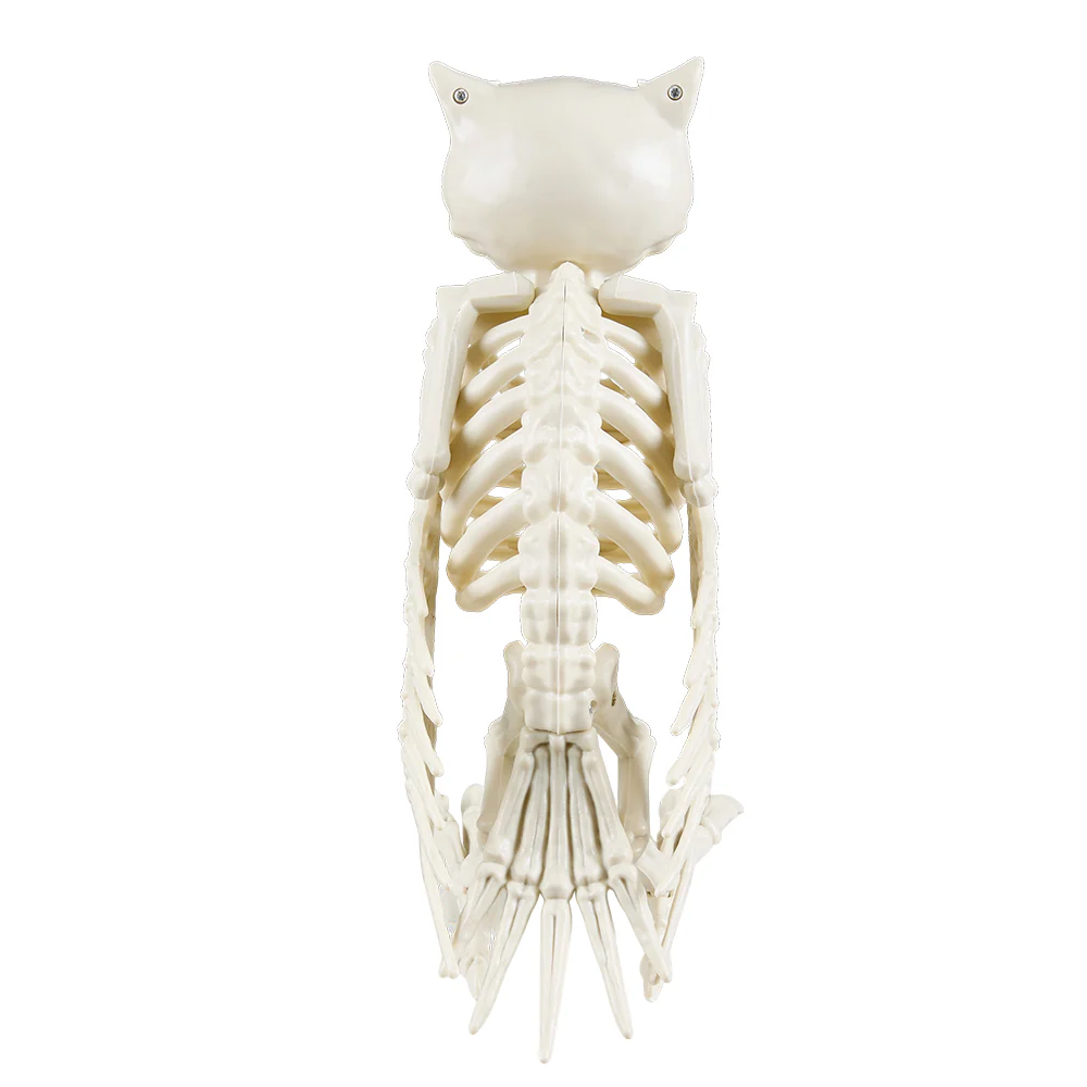 Halloween Owl Skeleton Prop - Image 3