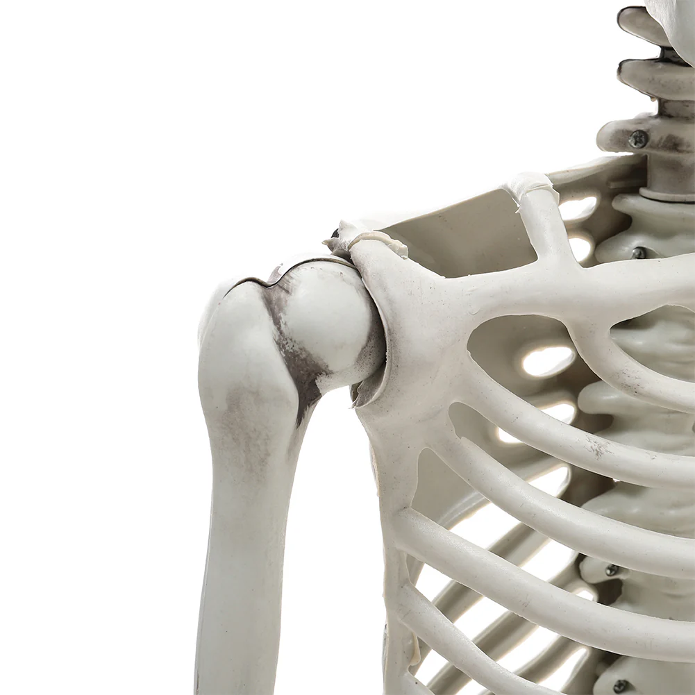 Halloween Realistic Full Body Skeleton Prop Decoration Posable Joints - Image 2