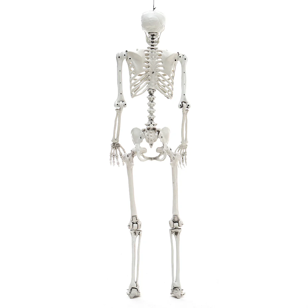Halloween Realistic Full Body Skeleton Prop Decoration Posable Joints - Image 5