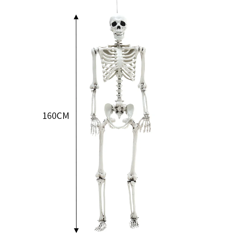 Halloween Realistic Full Body Skeleton Prop Decoration Posable Joints - Image 7