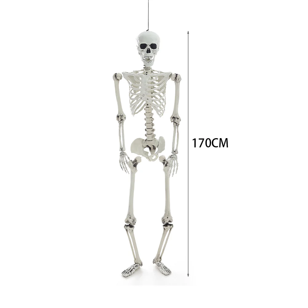 Posable Full Body Skeleton Prop - Image 4