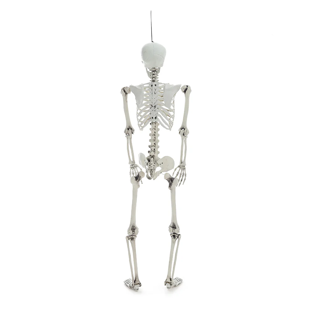 Posable Full Body Skeleton Prop - Image 7