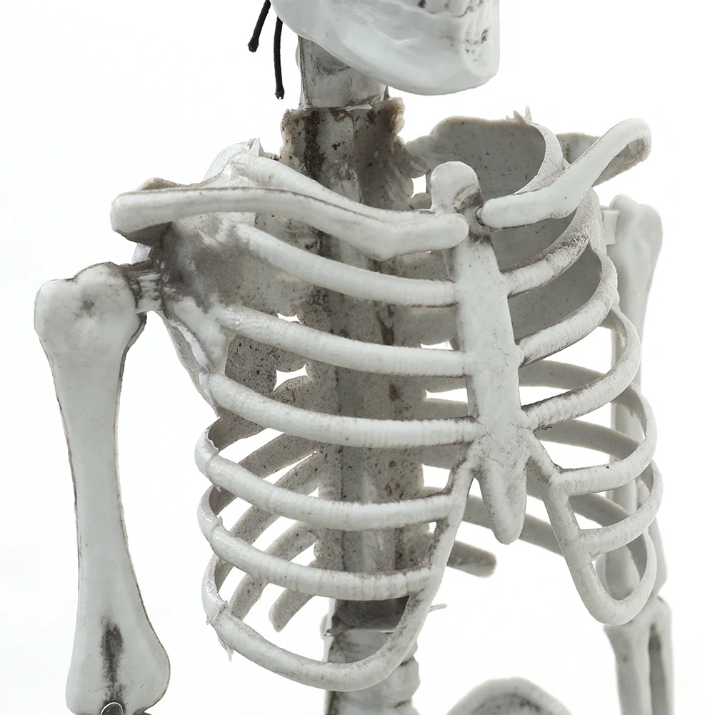 Realistic Posable Hanging Skeleton For Halloween - Image 13
