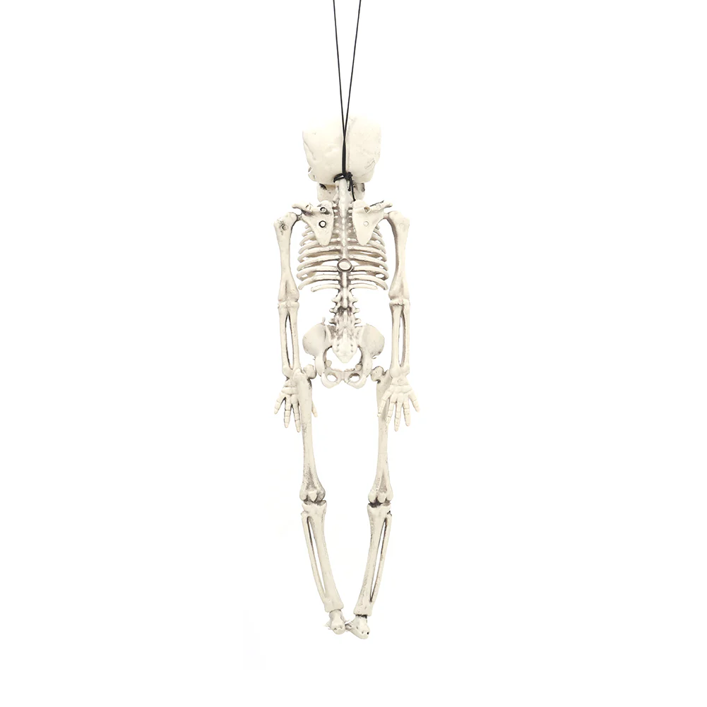 Realistic Posable Hanging Skeleton For Halloween - Image 8